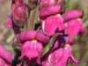 Snapdragon, Antirrhinum majus