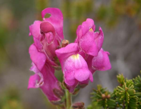 CWild Snapdragon, Antirrhinum majus, closeup of flowers