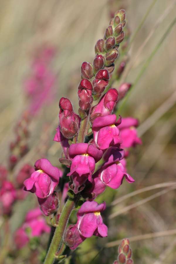 Flower Spike, Common Snapdragon Antirrhinum majus