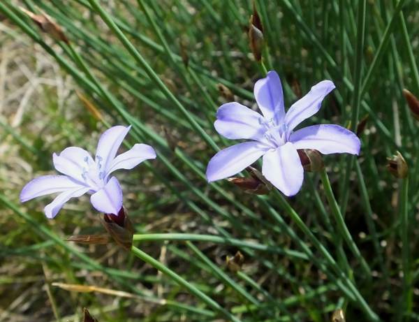 Aphyllanthes monspeliensis in southern France