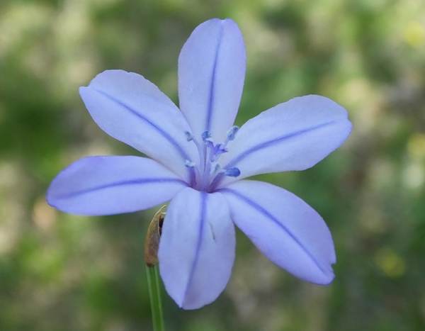 Aphyllanthes monspeliensis, closeupof flower