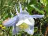 Colorado Blue Columbine, Aquilegia caerulea