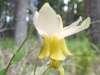 Yellow Columbine, Aquilegia flavescens