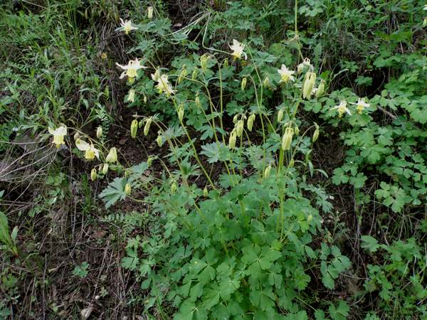Aquilegia flavescens, Yellow Columbine, western USA