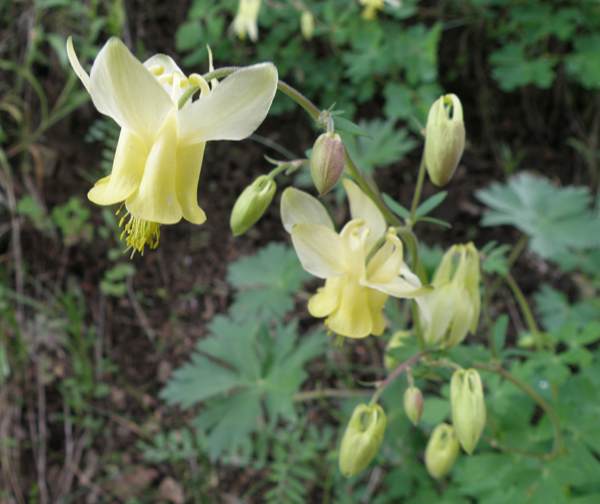 Aquilegia flavescens, Yellow Columbine, Yellowstone National Park