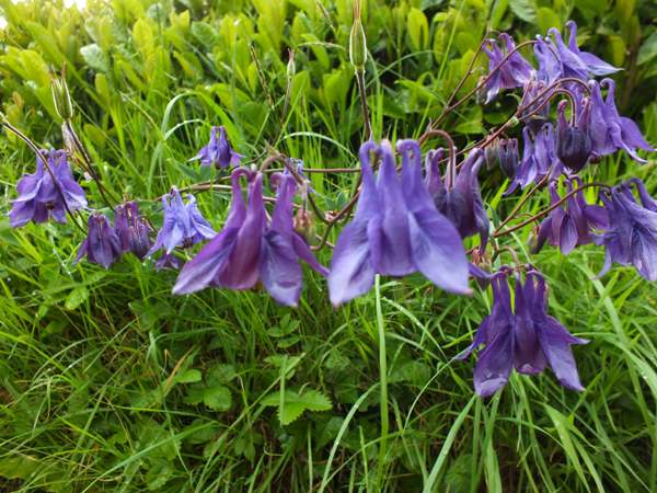 Columbine