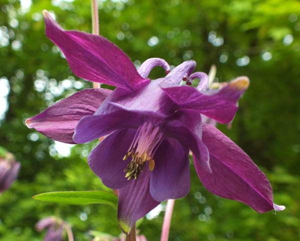 Closeup of Aquilegia vulgaris