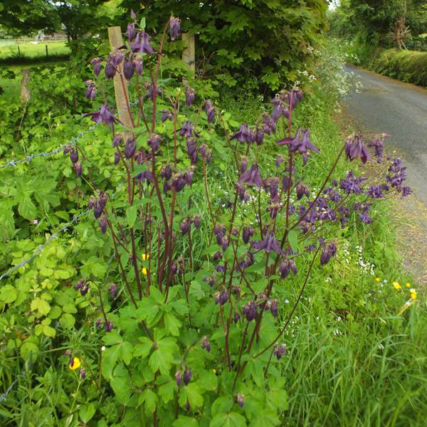 Purple form of wild Aquilegia