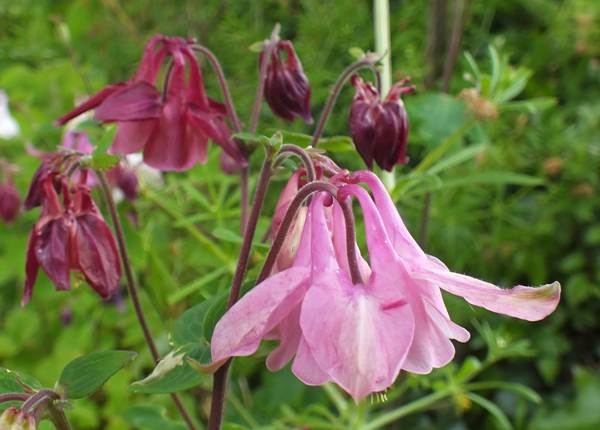 Closeup of pink form of Aquilegia vulgaris
