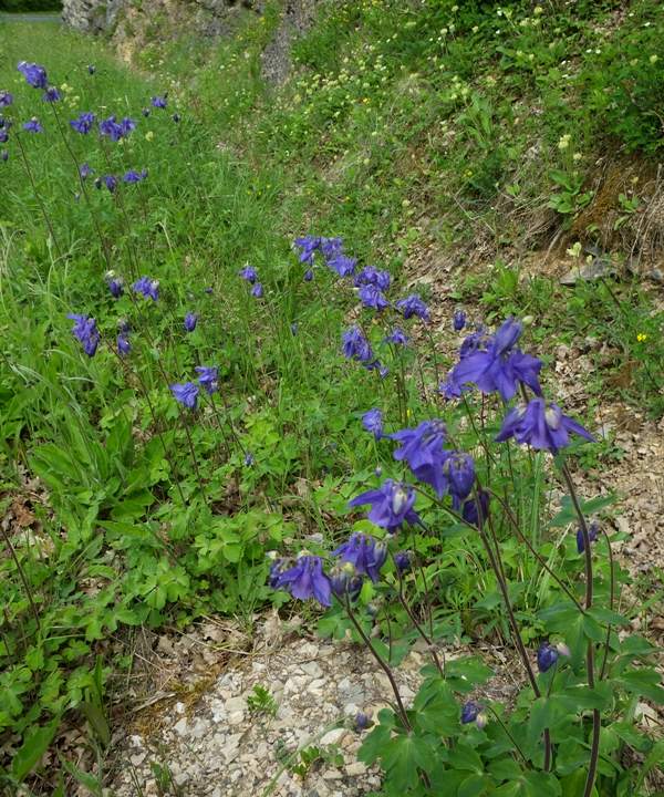 Aquilegia vulgaris in southern France