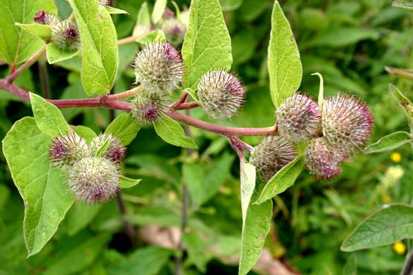Great Burdock, closeup of flowers