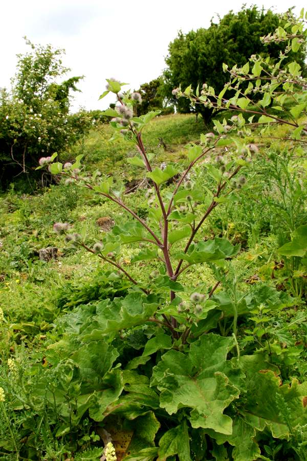 Great Burdock, Hampshire UK