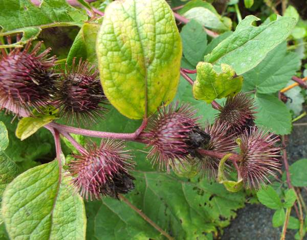 Lesser Burdock, closeup of flowers