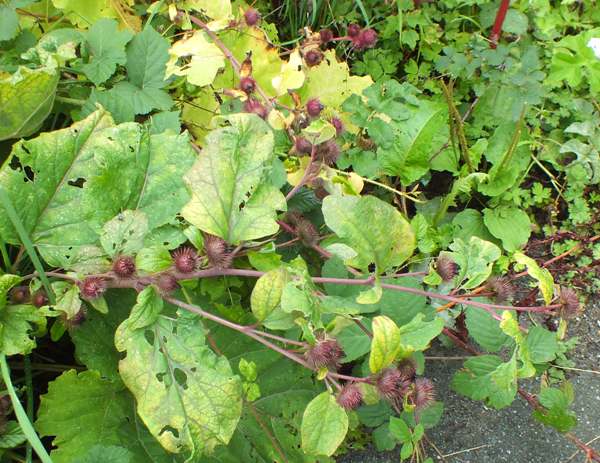 Lesser Burdock, mid Wales