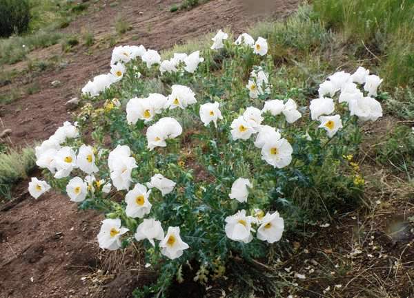 Prickly Poppy