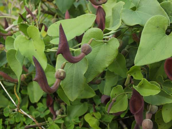 Aristolochia baetica