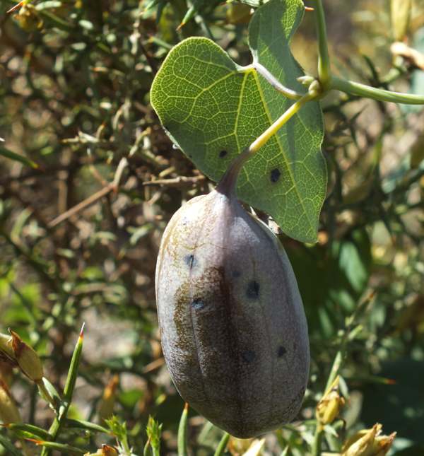 Aristolochia baetica, seed pod