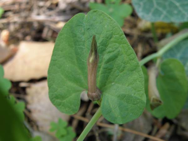 Aristolochia paucinervis