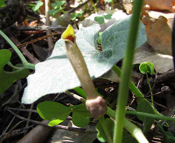 Aristolochia paucinervis