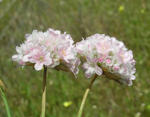 Armeria pungens, Sea Rose