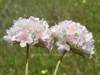 Armeria pungens, Sea Rose