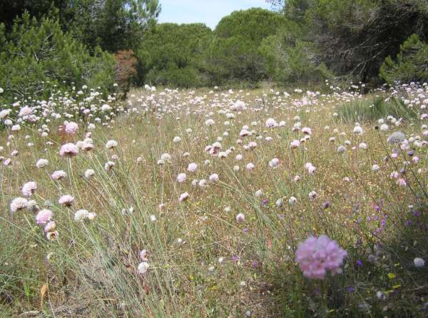 A swathe of Armeria pungens, Sea Rose