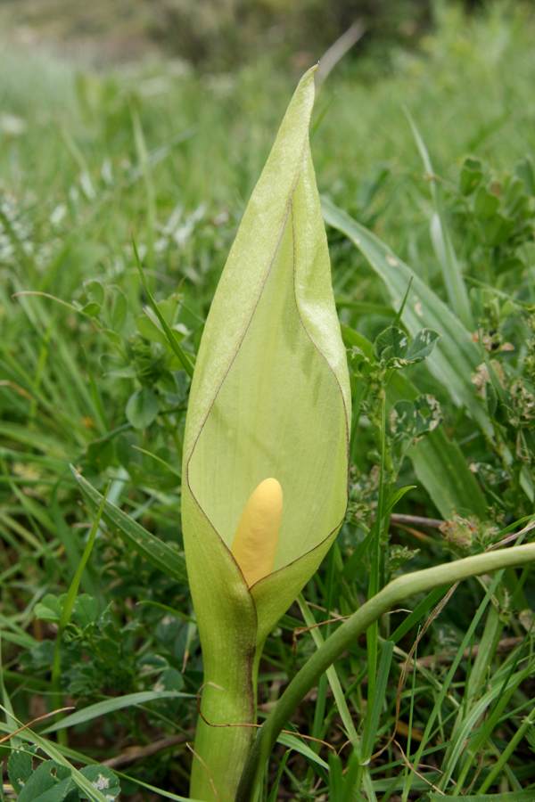 Arum italicum - Large Cuckoo Pint