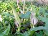 Arum maculatum