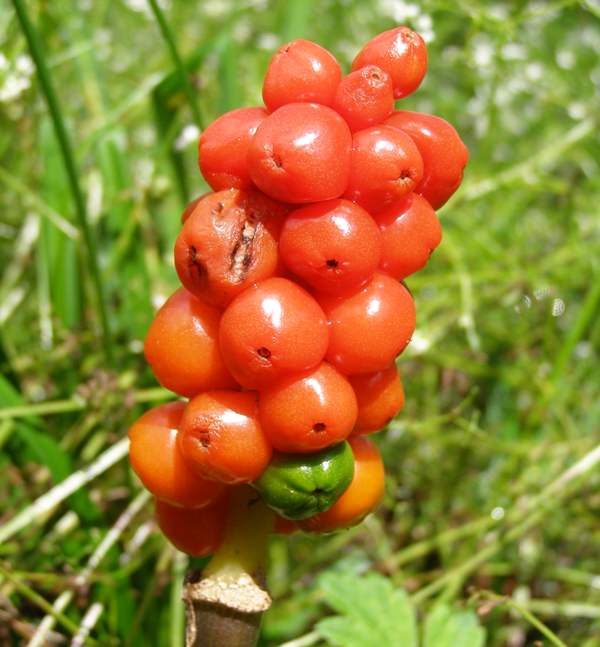 Arum maculatum, Lords and Ladies in autumn