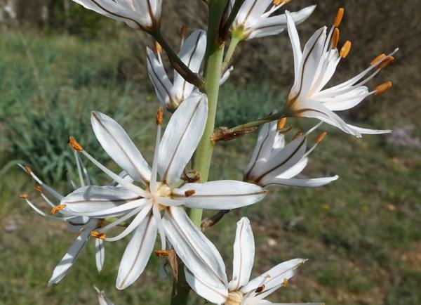 Asphodelus albus, closeup of flowers