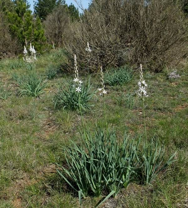 Plants of Asphodelus albus in southern France
