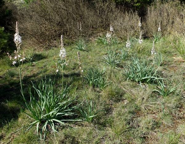 Plants of Asphodelus albus in France