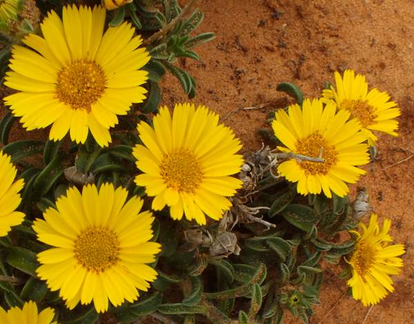 Pallenis matitima, syn. Astericus maritimus