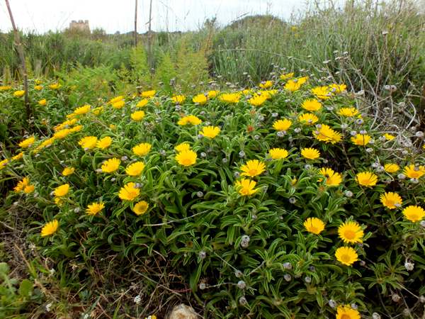 A cushion of Pallenis maritima, Yellow Sea Daisy