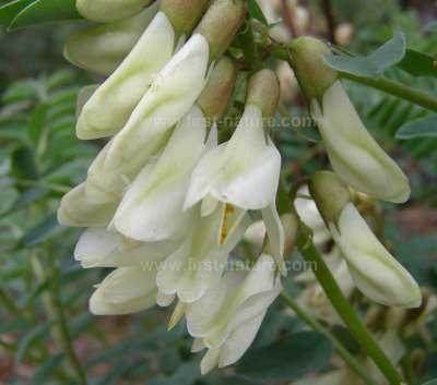 Astragulus lusitanicus - closeup of flowers