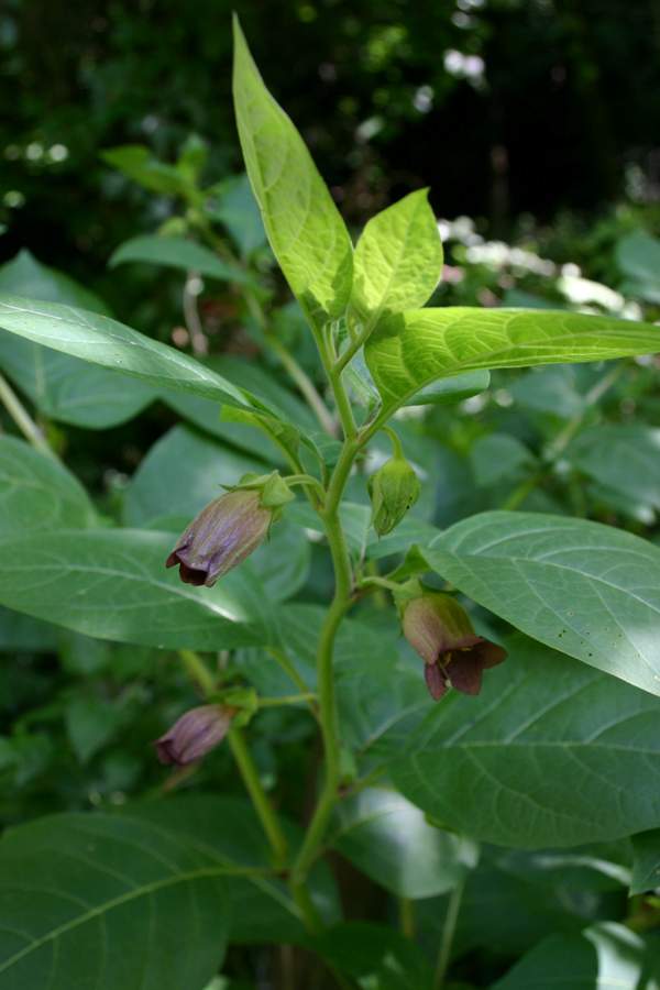 Deadly Nightshade