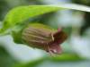 Atropa belladonna