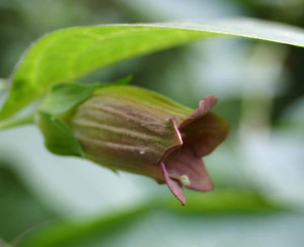Deadly NIghtshade flower