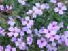 Aubrieta deltoidea, Aubrieta