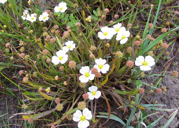 Baldellia ranunculoides, Lesser Water-plantain
