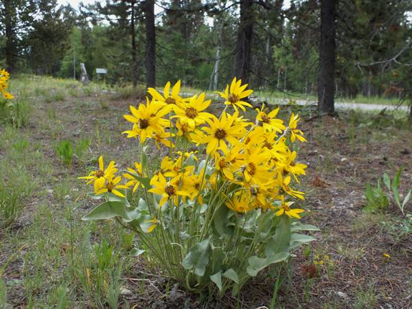 Balsamorhiza sagittata - Arrowleaf Balsamroot, Yellowstone National Park USA