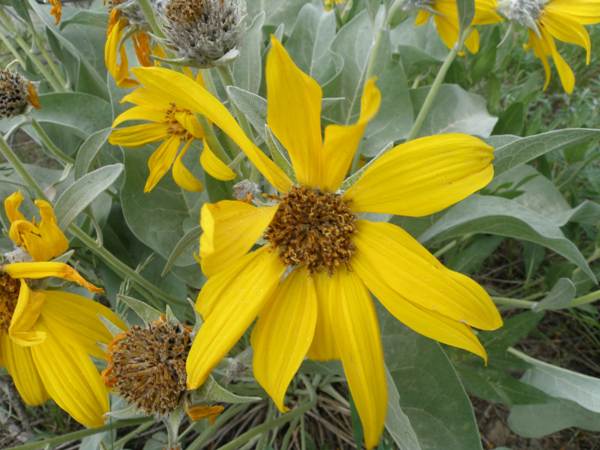 Balsamorhiza sagittata - Arrowleaf Balsamroot
