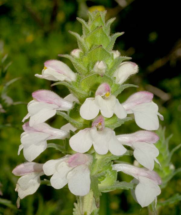 Bellardia trixago