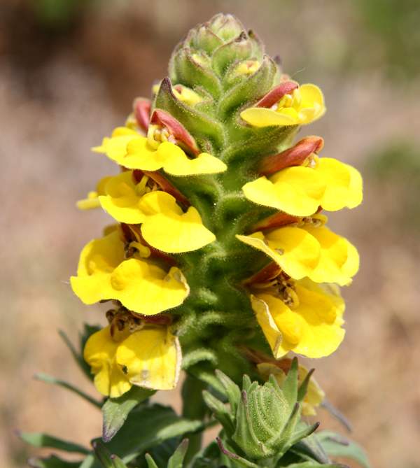 Yellow Bellardia trixago
