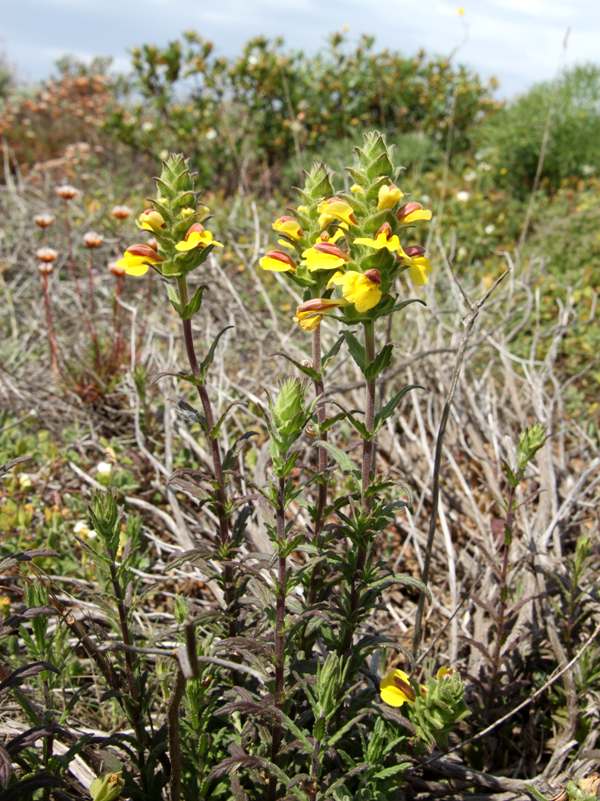 Yellow form of Bellardia, Portugal