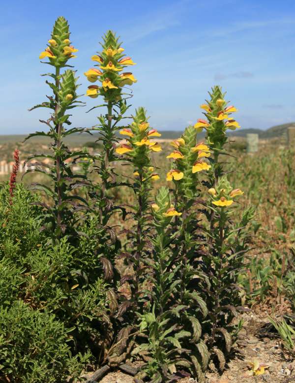 A group of Bellardia, yellow form