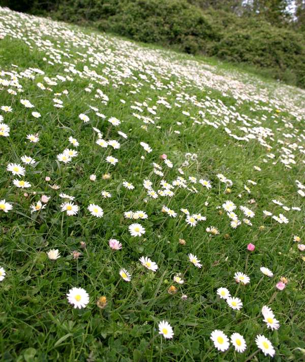 Daisies