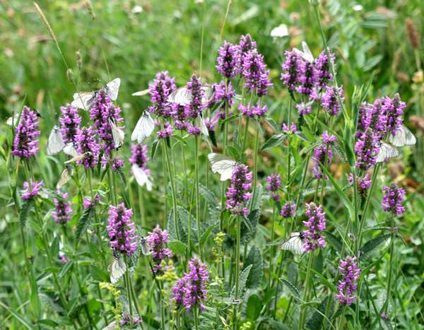 Betony, Betonica officinalis, Bulgaria