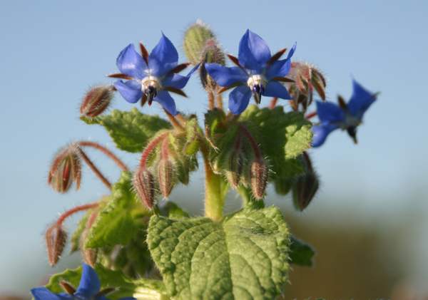 Borago officinalis, Borage
