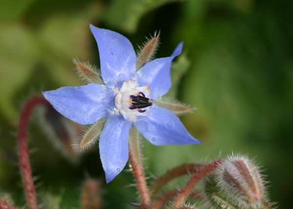 Borago officinalis, Borage, Algarve region of Portugal